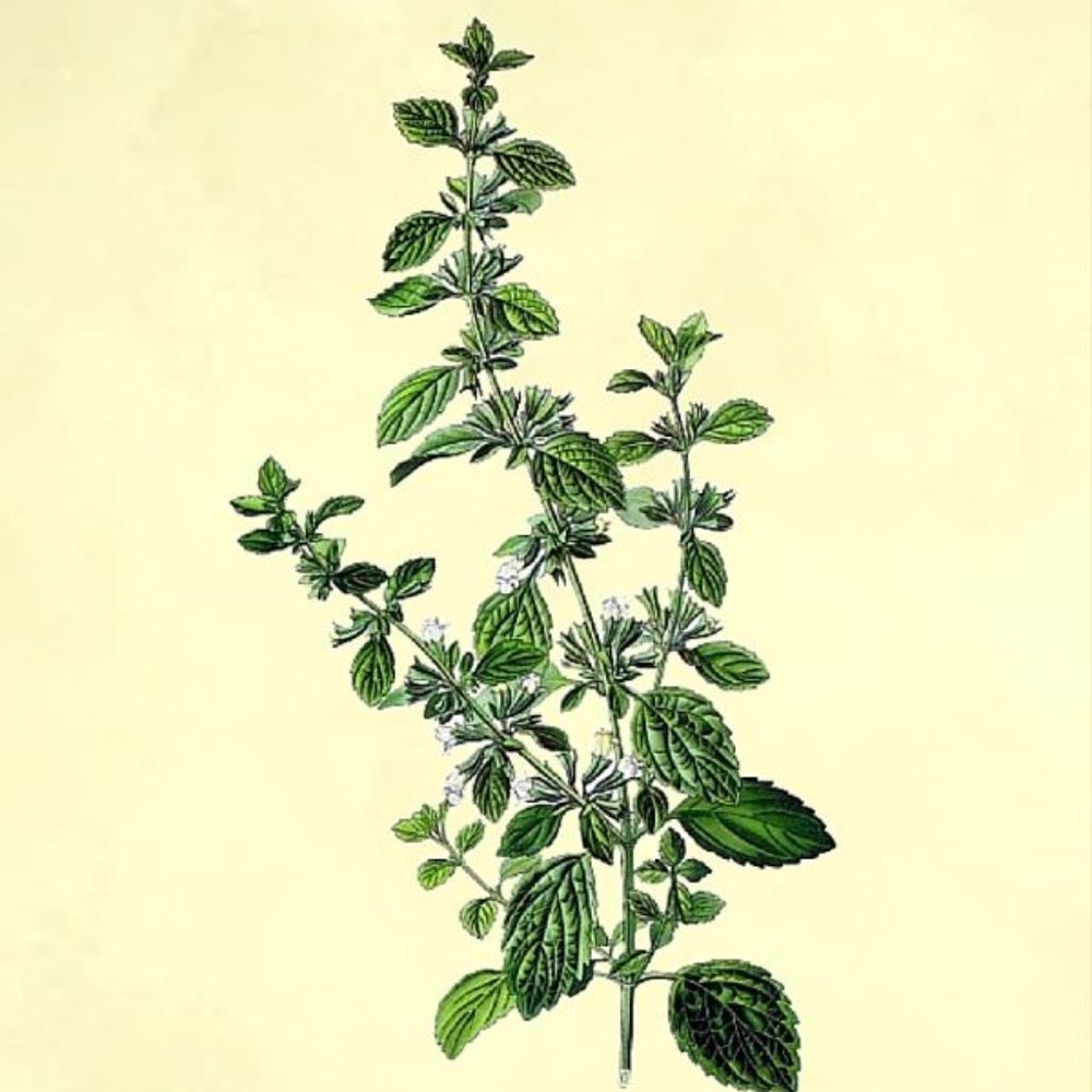 Lemon balm Herbal Leaves and Stems